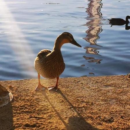 Ferienparadies Gutounik アパートホテル 4*